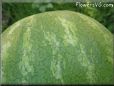 large watermelon pictures