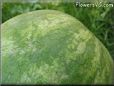 large watermelon