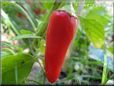  red pepper