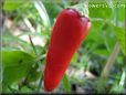  red pepper