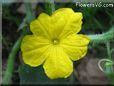  Cucumber flower blossom pictures