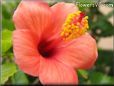 hibiscus flower shrub  picture