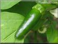 small Jalapeno  pictures