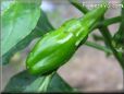small greenchili pictures