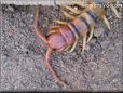 centipede photos