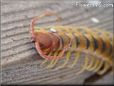 centipede pic