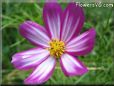 purple white cosmos flower picture