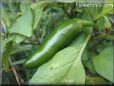 large green Jalapeno  pictures