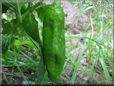 large green chili pictures