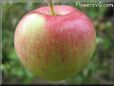 red green apple