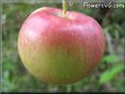red green apple
