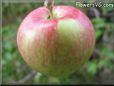 apple fruit tree pictures