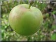 green apple pictures