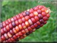 colored corn