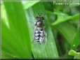 white hoverfly