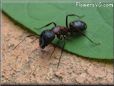 large red ant