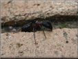 black red ants