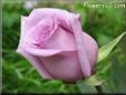 light purple rose flower pictures