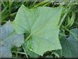  Cucumber leaf pictures