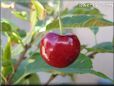 red cherry fruit