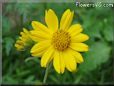 yellow daisy flower