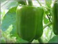 large green bell pepper