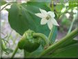 bell pepper flower