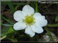 white Strawberry Blossom pictures