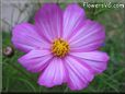 white pink cosmos flower picture