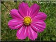 white purple cosmos flower picture