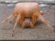 orange spider