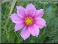  cosmos flower picture
