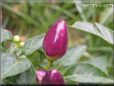 purple ornimental pepper
