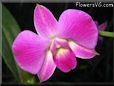  orchid picture