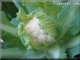 white cauliflower