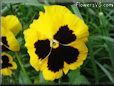 yellow and black pansy picture
