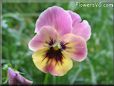 pink and yellow pansy picture