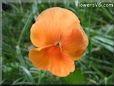 orange pansy flower
