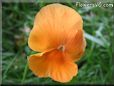 orange pansy flower