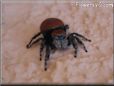 red back jumping spider