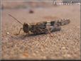 gray brown grasshopper