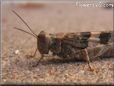 gray brown grasshopper