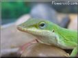 green anole lizard pictures