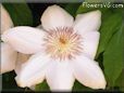 white clematis pictures