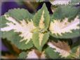 green white coleus pictures