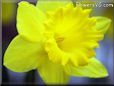 spring daffodil flower picture