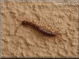 small centipede
