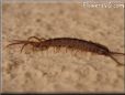 small centipede