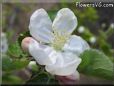 apple blossom flower