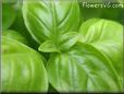 basil herb pictures